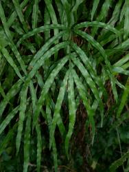 Pteris cretica. Mature, broadly ovate fronds with long, narrow, acuminate pinnae.
 Image: L.R. Perrie © Leon Perrie CC BY-NC 3.0 NZ